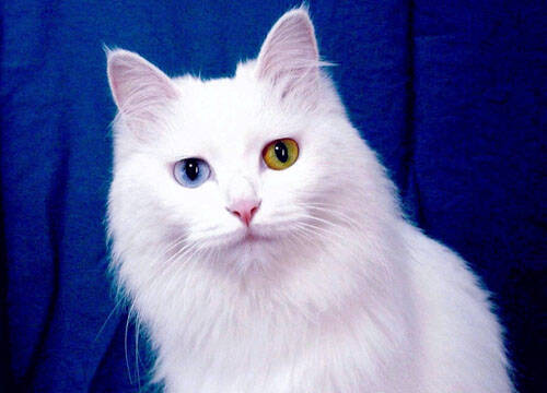 波斯猫的特征 高贵的漂亮猫猫