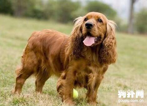 可卡犬适不适合家庭饲养？