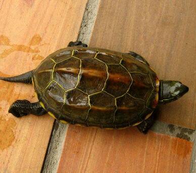 中华草龟饲养方法 水深要随季节而增减