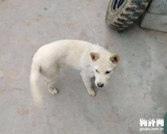 狗狗吃鸭子被暴打 ，网友怒了，主人却说：“我打自己的狗，你管不着！”