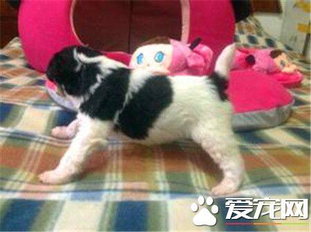 刚毛猎狐梗体型大不大 体型属于中等状态