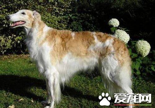 苏俄猎狼犬价格 苏俄猎狼犬价格万元以上