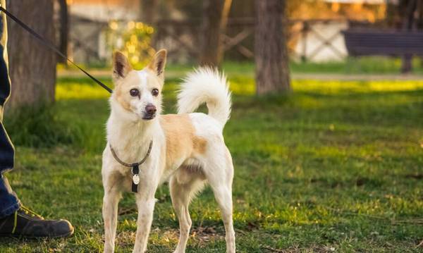 判断狗有没有狂犬病毒