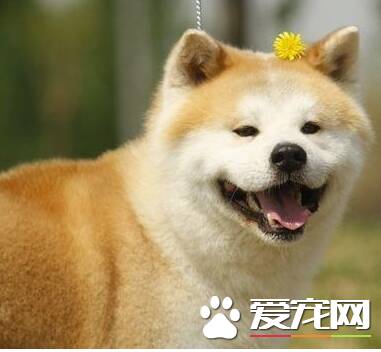 秋田犬体重 秋田犬成犬的体重在50到80斤