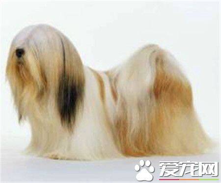 拉萨犬纯种是什么颜色 毛色以金黄色为最理想