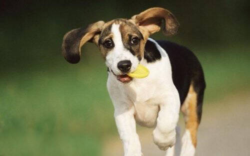训练狗狗接飞盘的方法,怎么训练狗狗玩飞盘