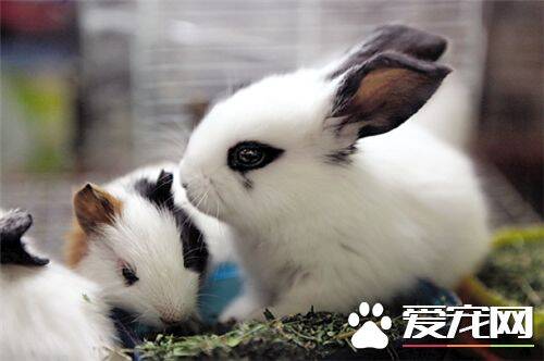 怎么辨别兔子的公母 公兔的睾丸隐藏在肚子里