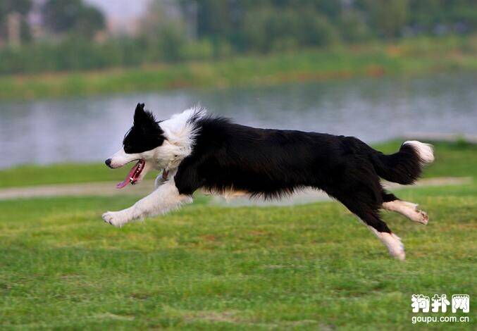 狗狗生气的后果可大可小，如何判断狗狗生气呢？该如何处理呢？