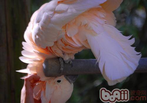 摩鹿加凤头鹦鹉形态特征