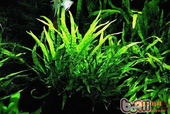 什么环境适宜中景草的生长