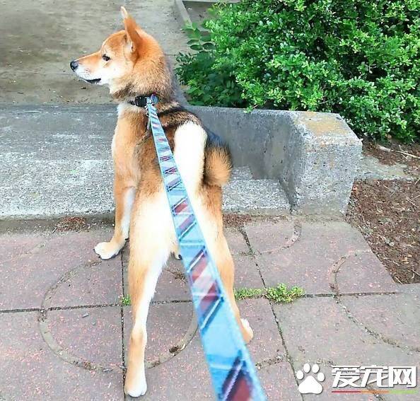 柴犬耳朵大小标准 柴犬的耳朵有哪些特点