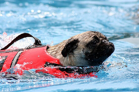 训练狗狗“躺下”的三大步骤,狗狗学游泳安全是第一