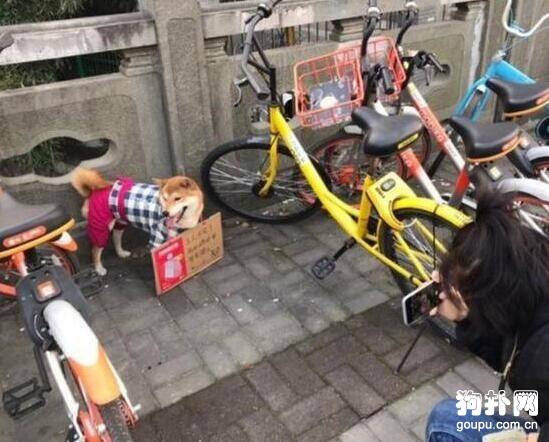 有个不靠谱的主人，狗狗被迫江湖卖艺，自己养自己！