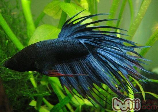 饲养斗鱼要用的器材有什么