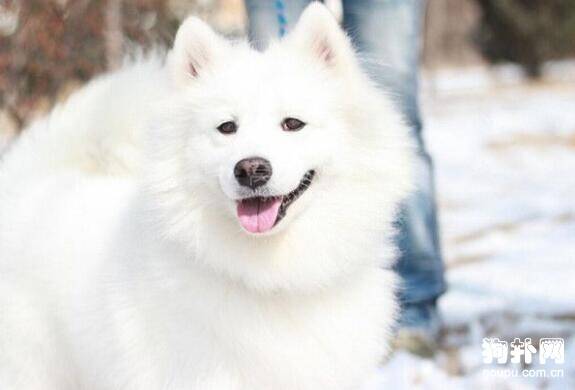 如何挑选到真正的萨摩耶？