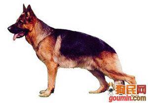 德国牧羊犬的训练方法-  德国牧羊犬的性格测定