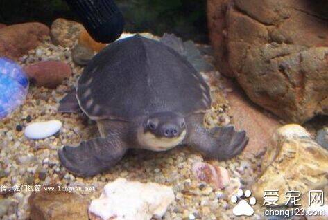 猪鼻龟的饲养 健康的猪鼻龟的食量很大