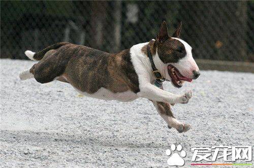 牛头梗幼犬吃奶糕吗 可以用羊奶粉泡狗粮或奶糕