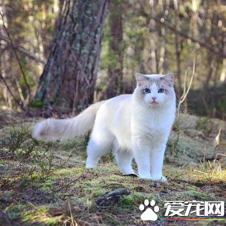 布偶猫最大长到几岁 布偶猫几岁定型