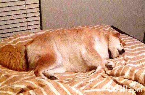 怎么训练让狗狗睡自己的狗窝？