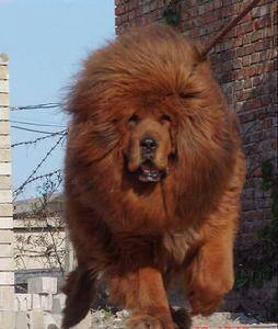 藏獒的训练方法-  正确地看待藏獒