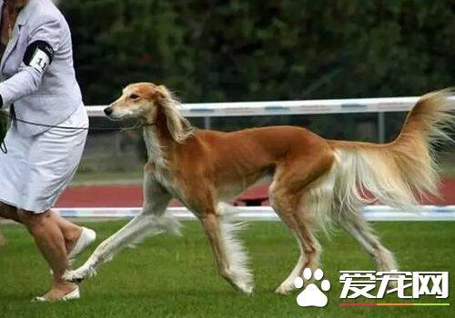 萨路基和格力犬那个好 萨路基的外观比较好看