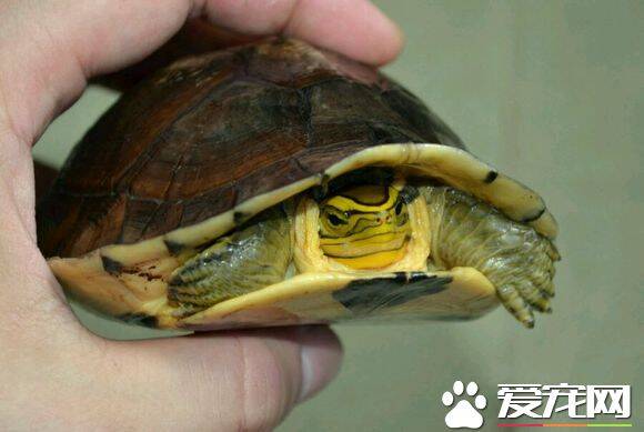 安布闭壳龟冬天怎么办 安布闭壳龟过冬的方式
