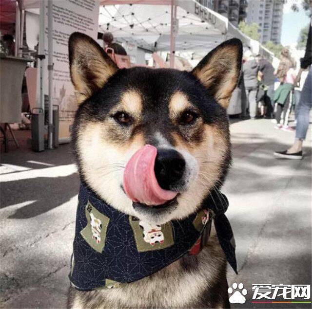 黑色的柴犬是正宗的么 黑柴是属于正宗柴犬之一