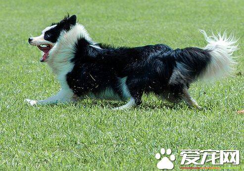 被狗咬了吃什么 被狗狗咬后的忌口食物