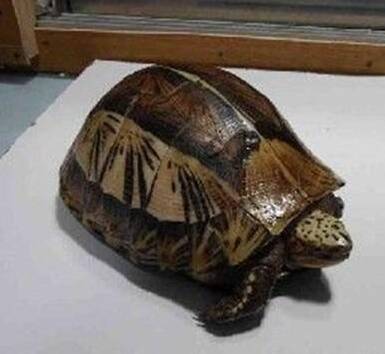 黄额闭壳龟饲养环境 龟的温度控制
