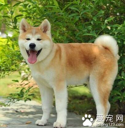 秋田犬的智商 该犬排名第54位