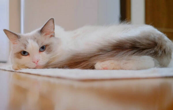 幼猫四个月可以洗澡吗