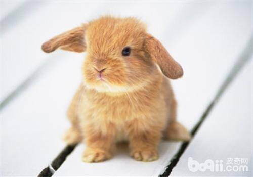 喂食兔兔蔬菜的注意事项
