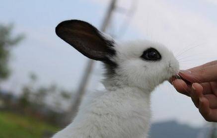了解兔兔生理之泌尿系统