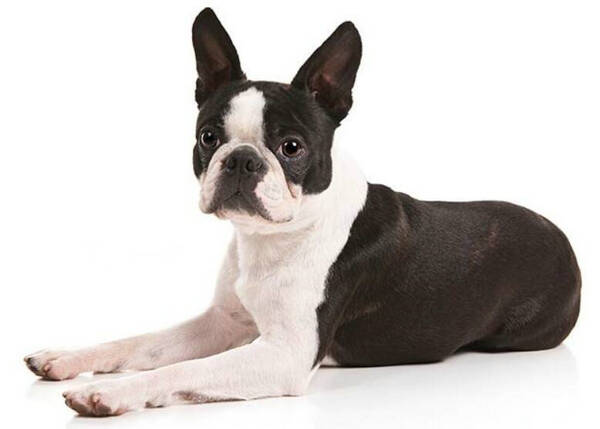 狗狗拉稀呕吐怎么办但是很活泼