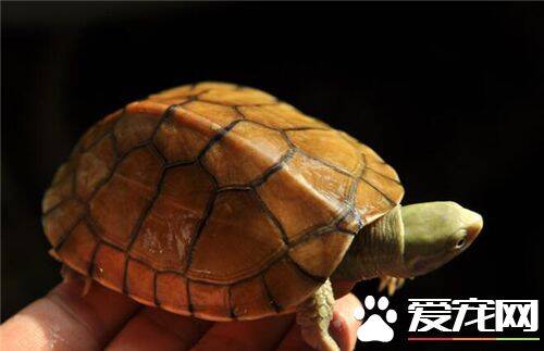 黄喉龟怎么养 黄喉拟水龟的饲养管理及方法