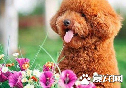 标准泰迪犬体型 标准泰迪犬的肩高多少