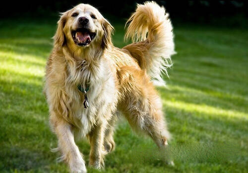 如何训练狗狗匍匐前进,推荐十大新手最好养的狗狗