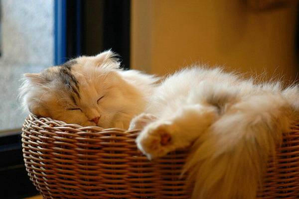 四个月小猫可以洗澡吗