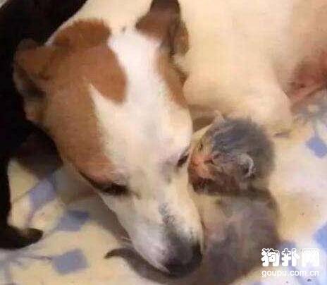 狗狗捡回一只小猫咪，还自愿当它的奶妈