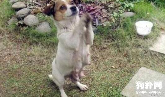 为母则刚，流浪狗路边作揖乞食喂养小奶狗