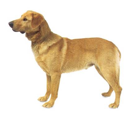 奇努克犬的性格 具有坚定而自信的个性