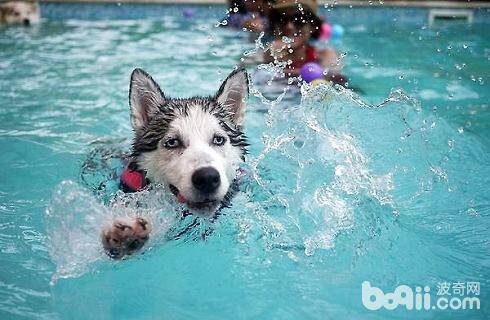 冬天给狗狗美容切忌出现这个问题？