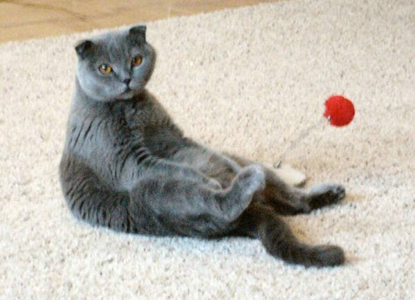 夏天猫掉毛严重怎么办