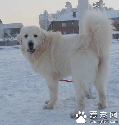 大白熊犬咬人 性格稳定心情舒畅