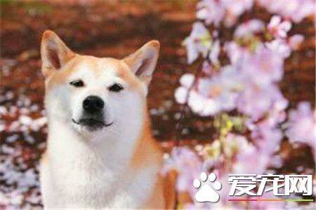 柴犬的毛色特点 柴犬的毛色大致可以分为四种