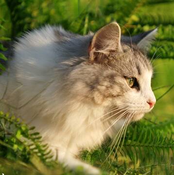 挪威森林猫吃什么 动物的肝脏少量给予