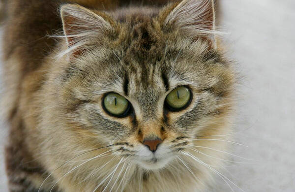 宠物猫怕冷吗