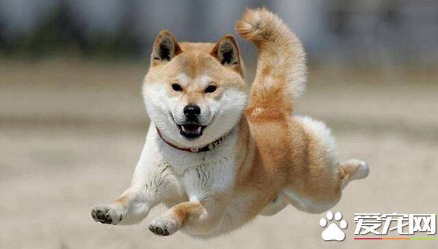 柴犬不喜欢人抱 柴犬不喜欢被抱的原因竟然是这样