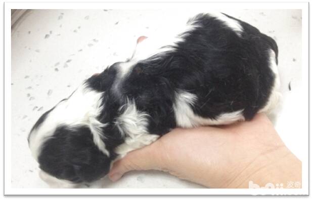 一例新生幼犬全身性脓肿的处理